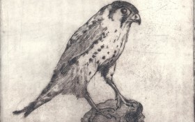 Etchings – Birds
